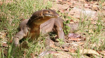 A Goanna